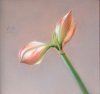 amaryllis